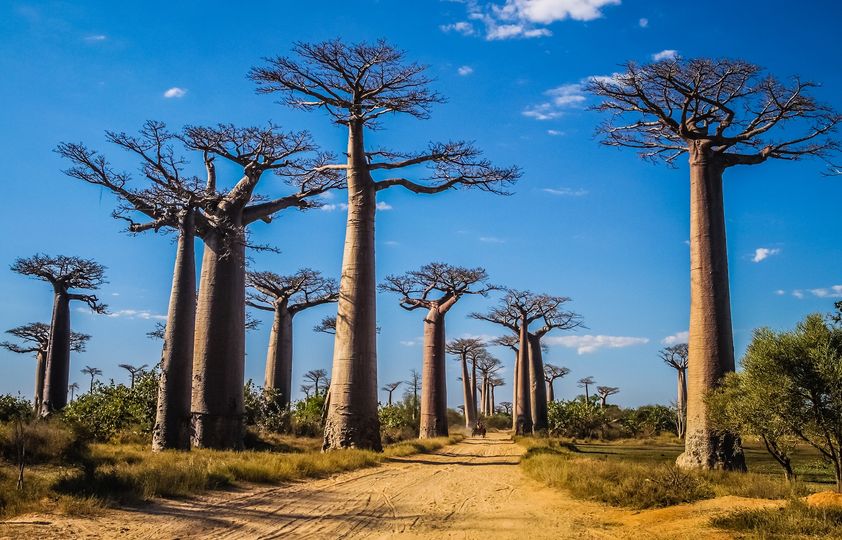 Only on the island of Madagascar can you find these enormous baobabs, as well as...